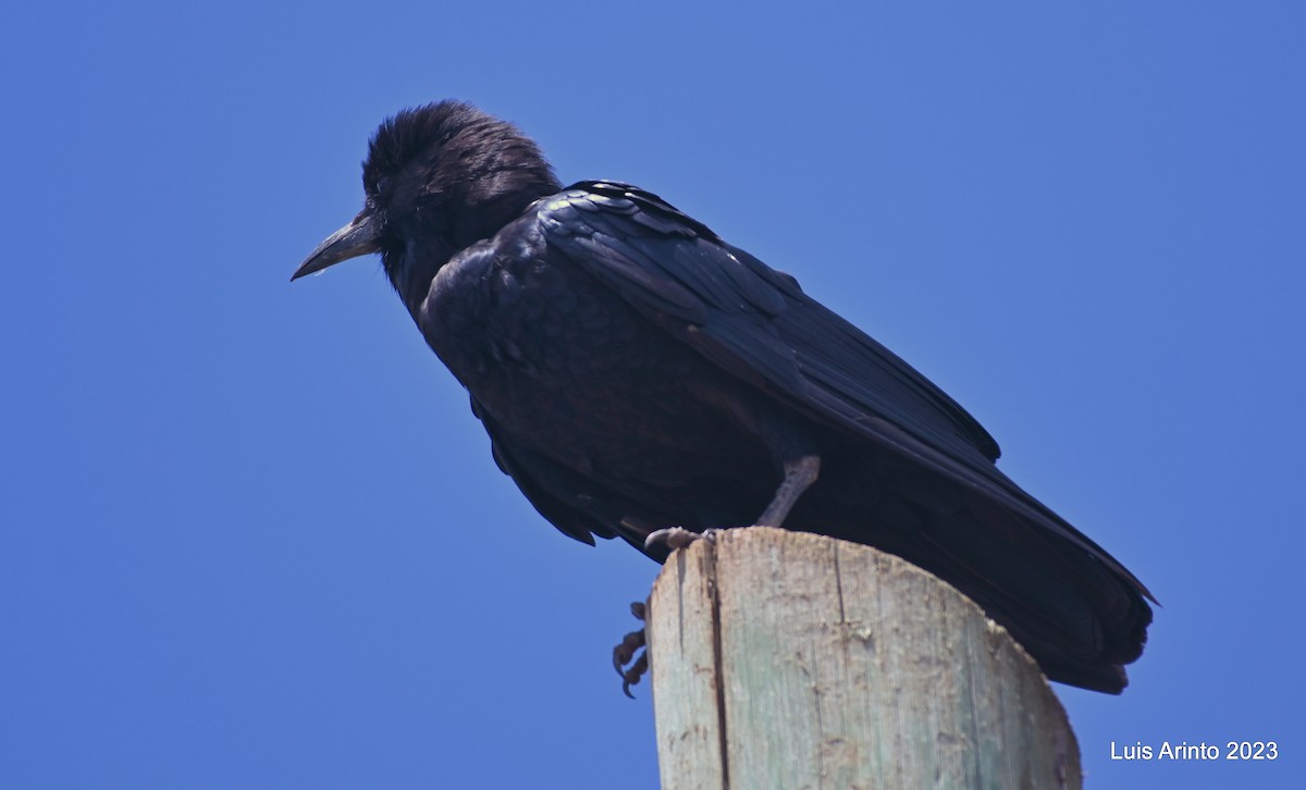 Cape Crow - ML644421030
