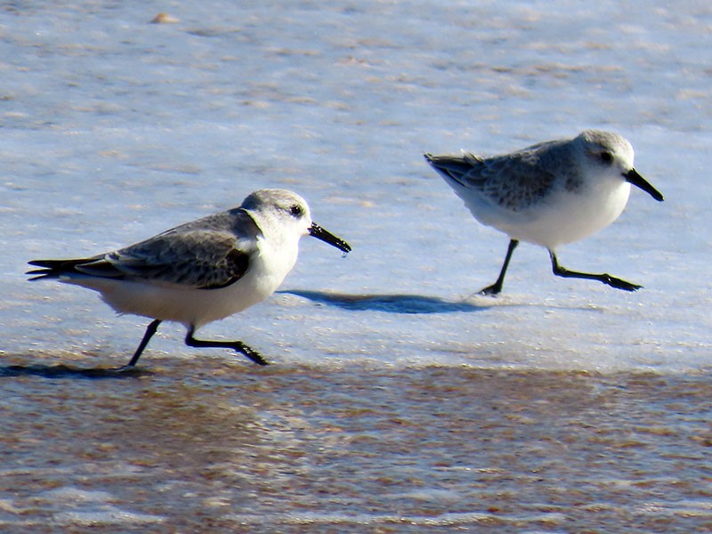 Sanderling - ML644421034