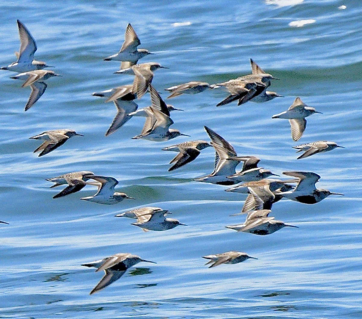 Dunlin - ML644421036