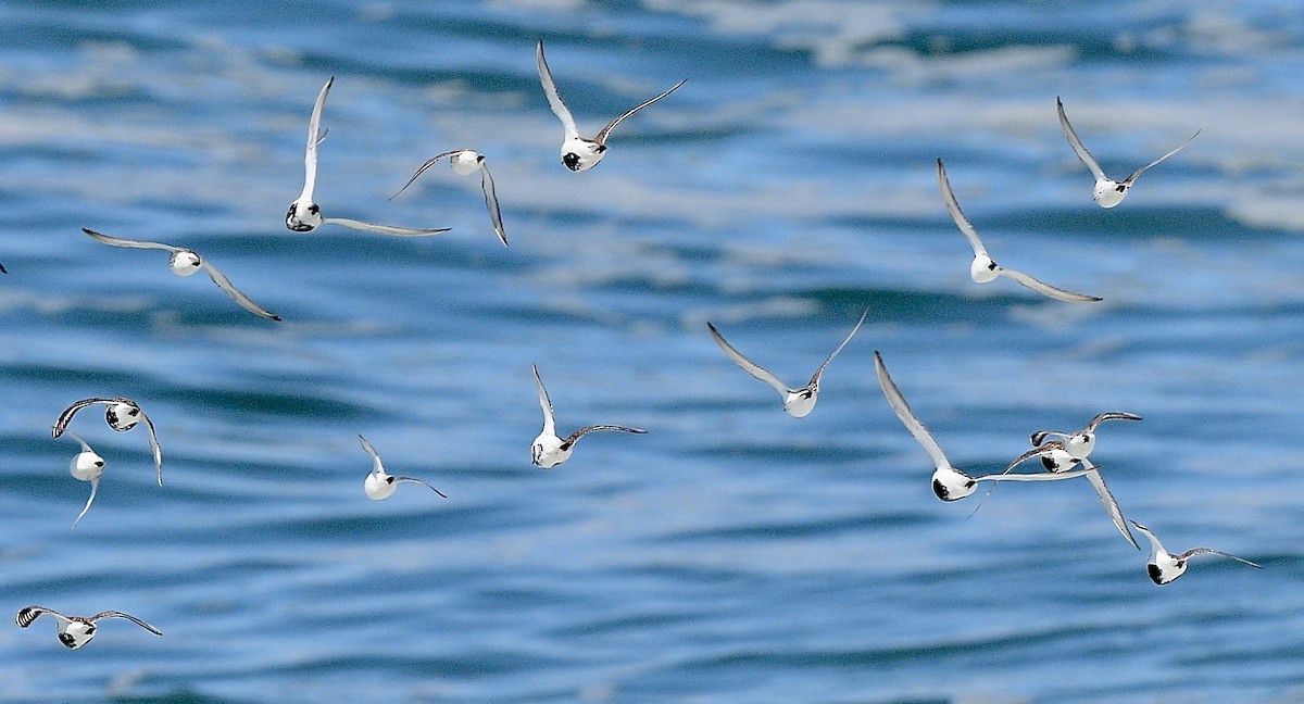 Dunlin - ML644421038