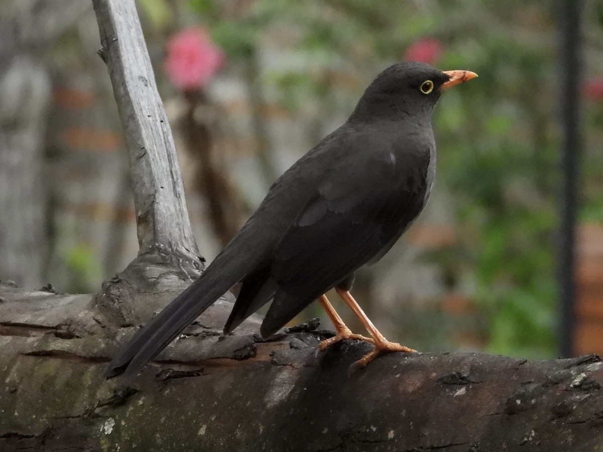 Great Thrush - ML644421044