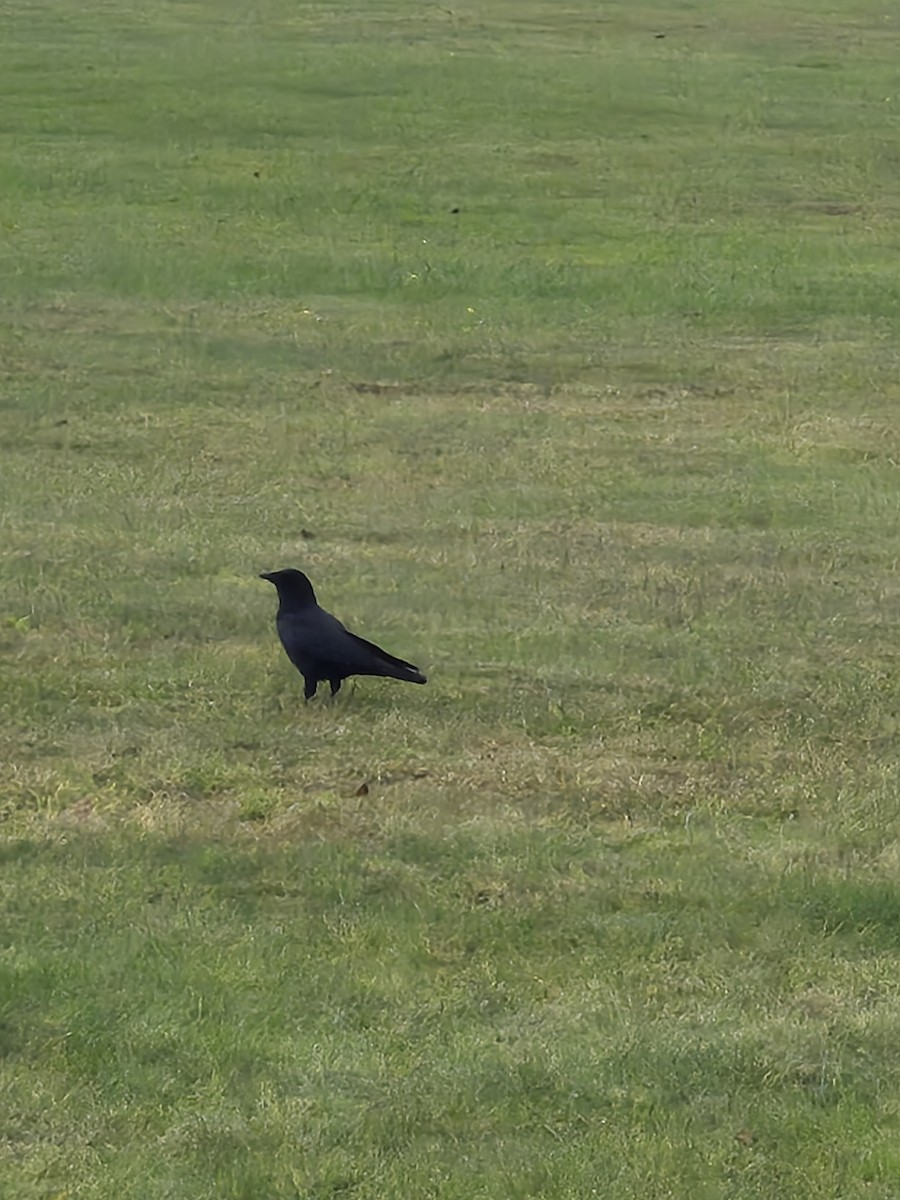 American Crow - ML644421049