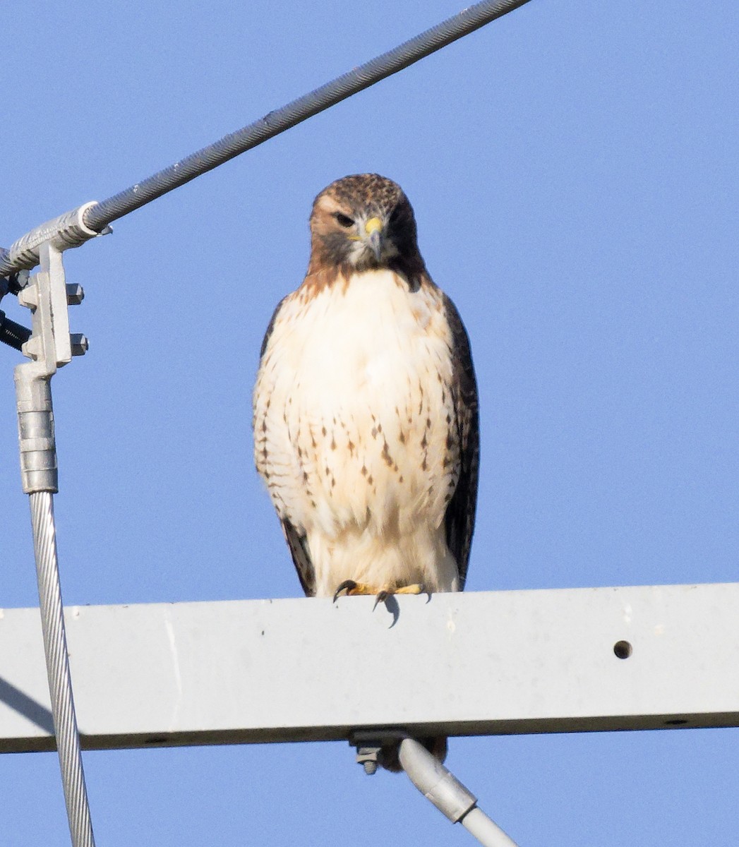 Red-tailed Hawk (borealis) - ML644421052