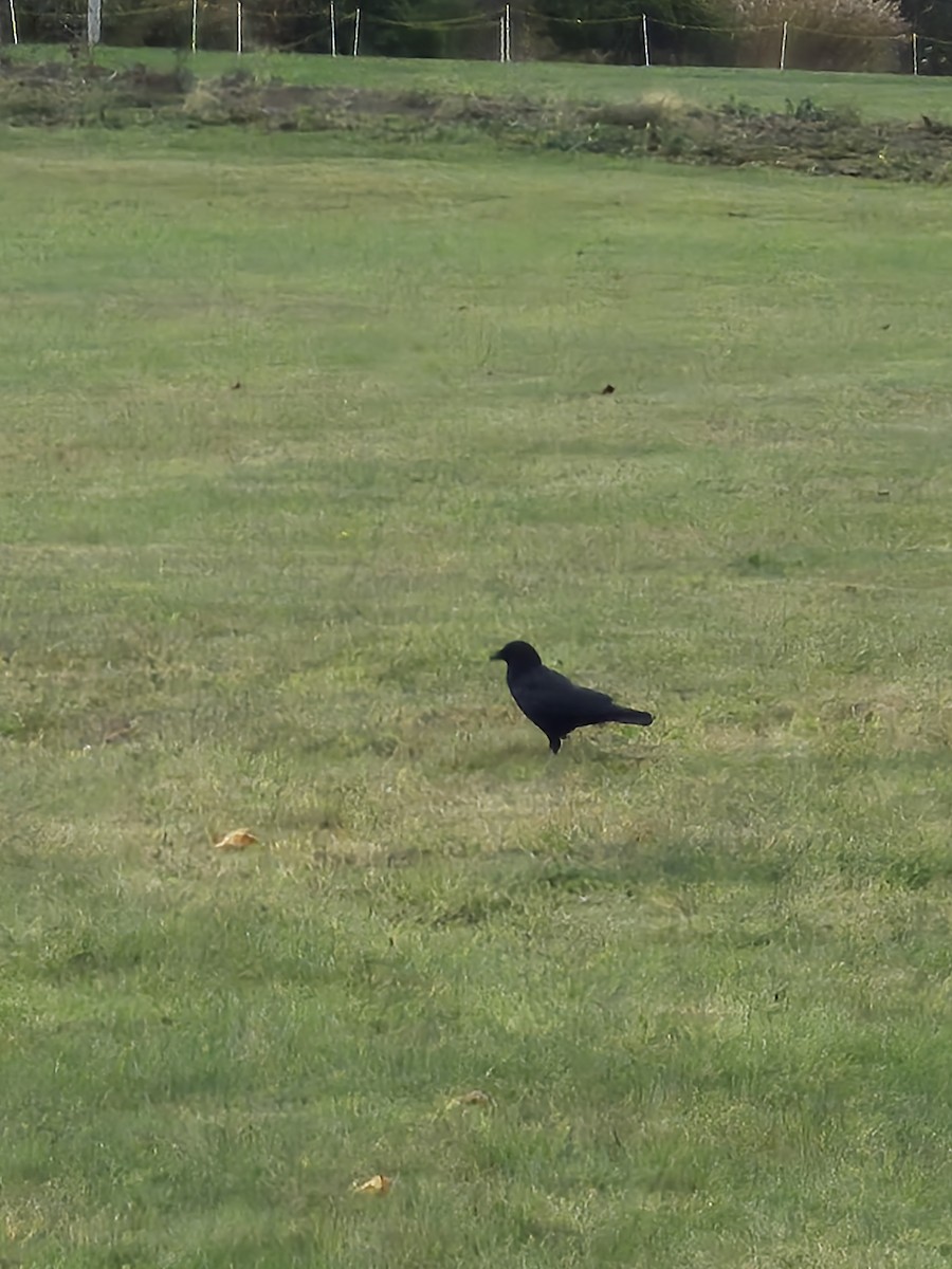 American Crow - ML644421057