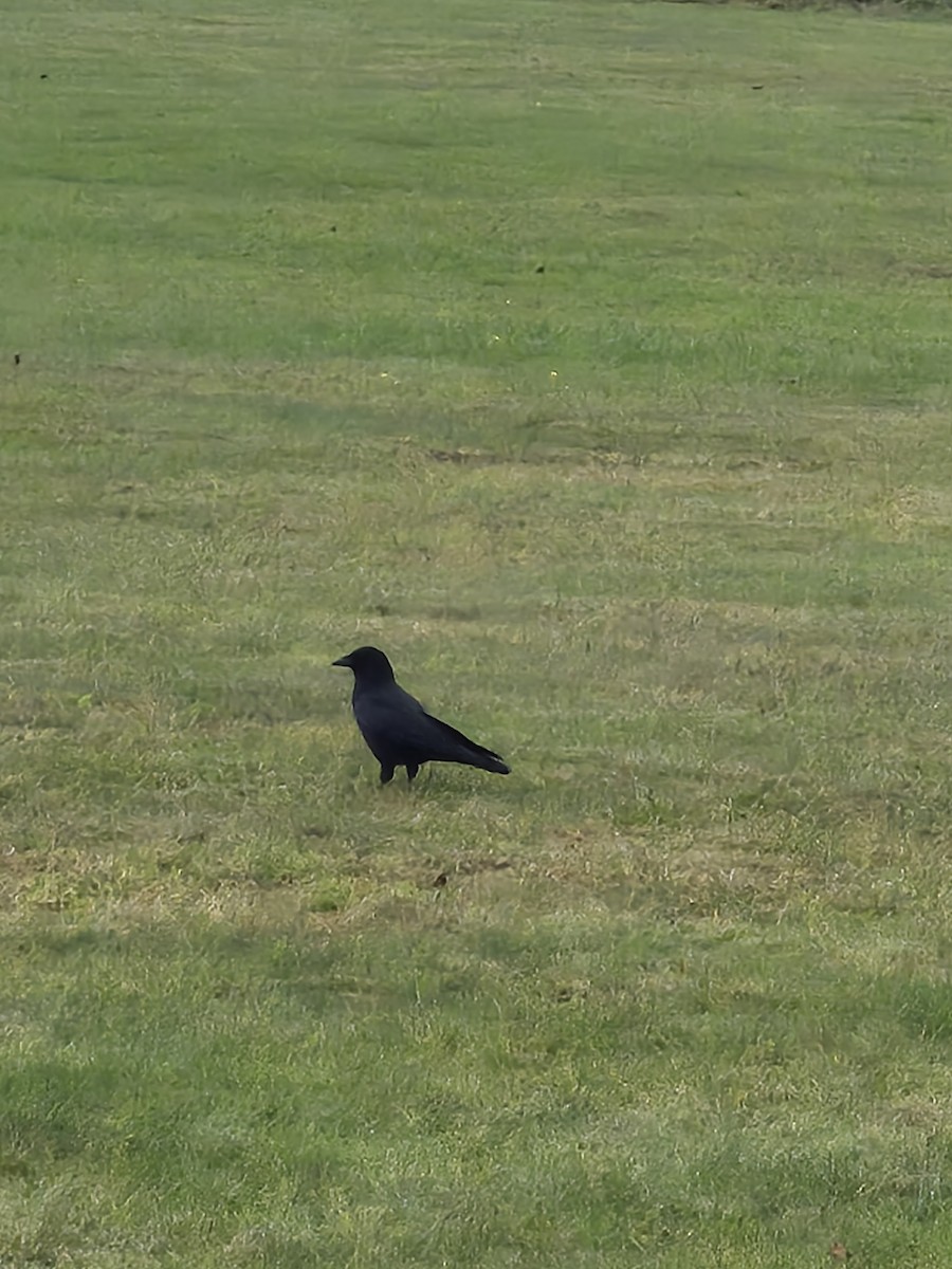 American Crow - ML644421058