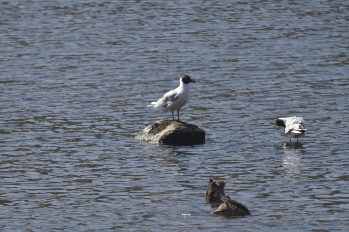 Brown-hooded Gull - ML644421068