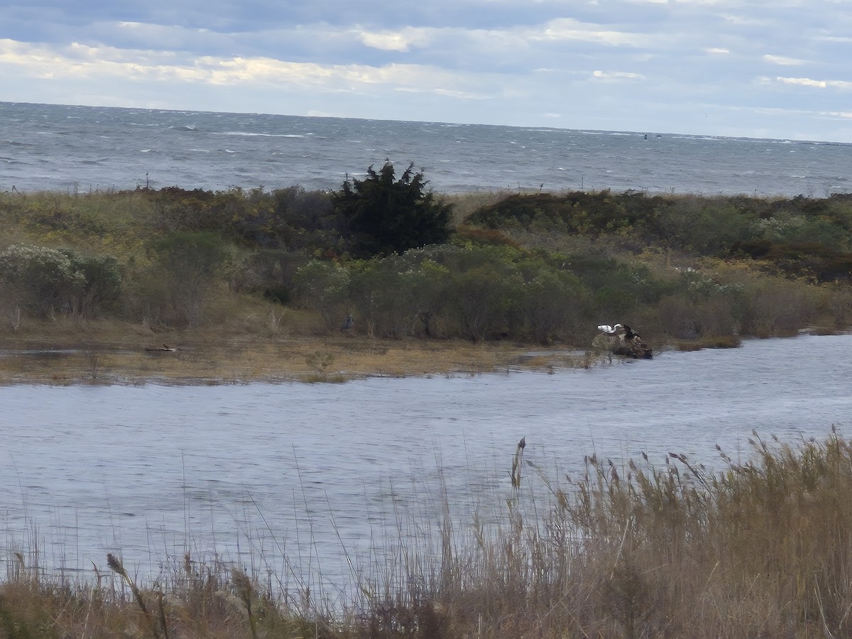 egretthegre - ML644421072