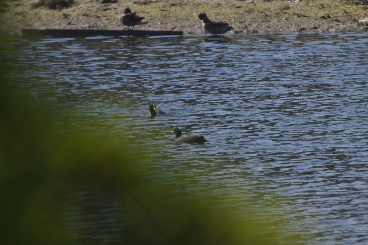 Foulque à jarretières - ML644421076