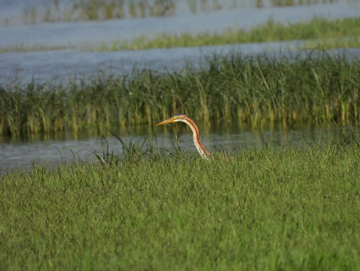 Purple Heron - ML644421103