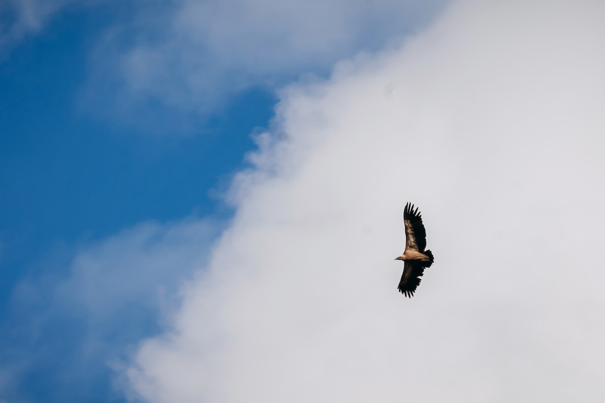 Kızıl Akbaba - ML644421104