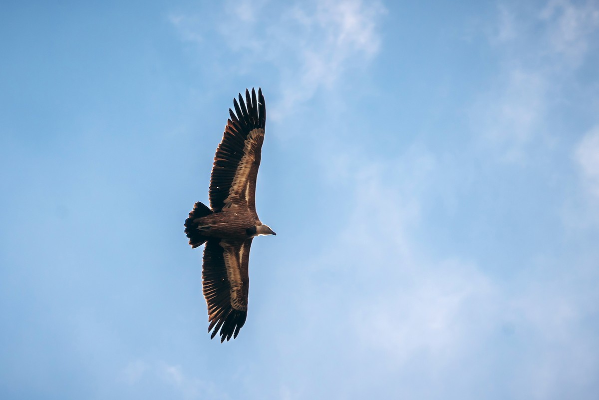 Kızıl Akbaba - ML644421105