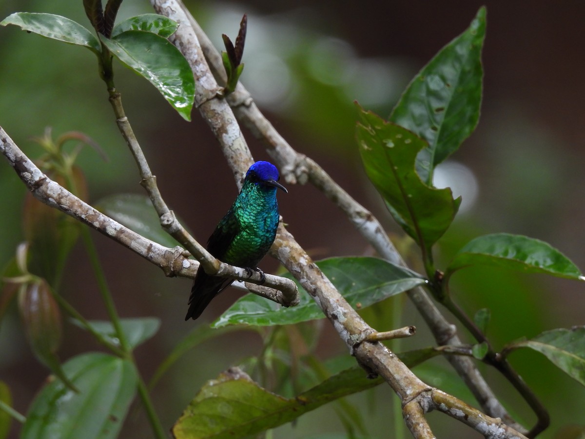 Golden-tailed Sapphire - ML644421106