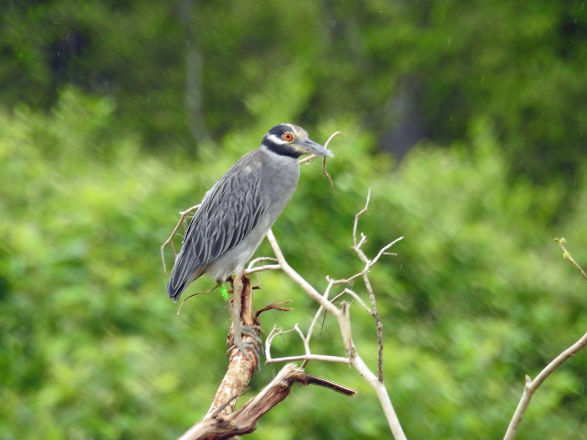אנפת לילה צהובת-כיפה - ML644421111
