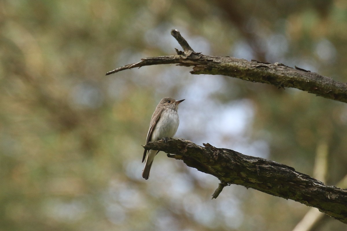 Grauschnäpper - ML644421115