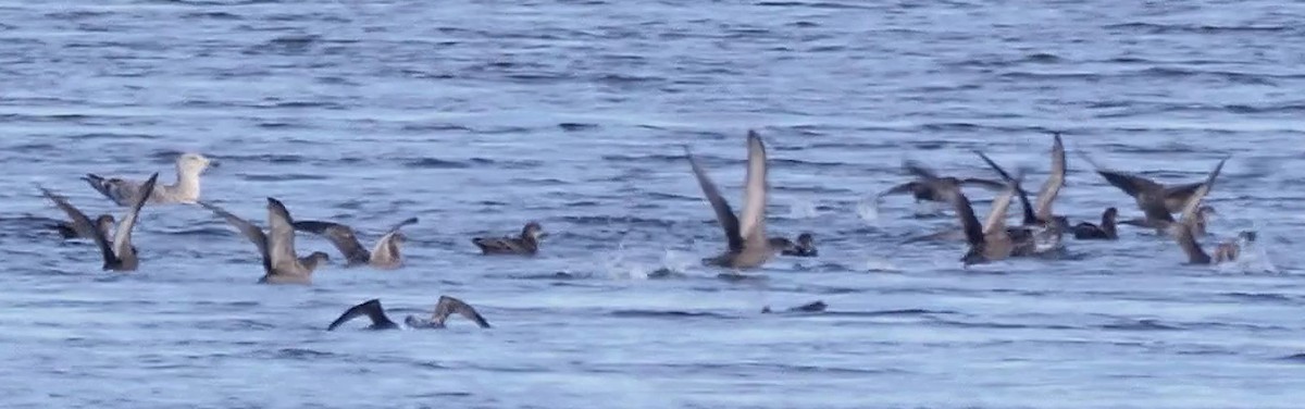 短尾水薙鳥 - ML644421118