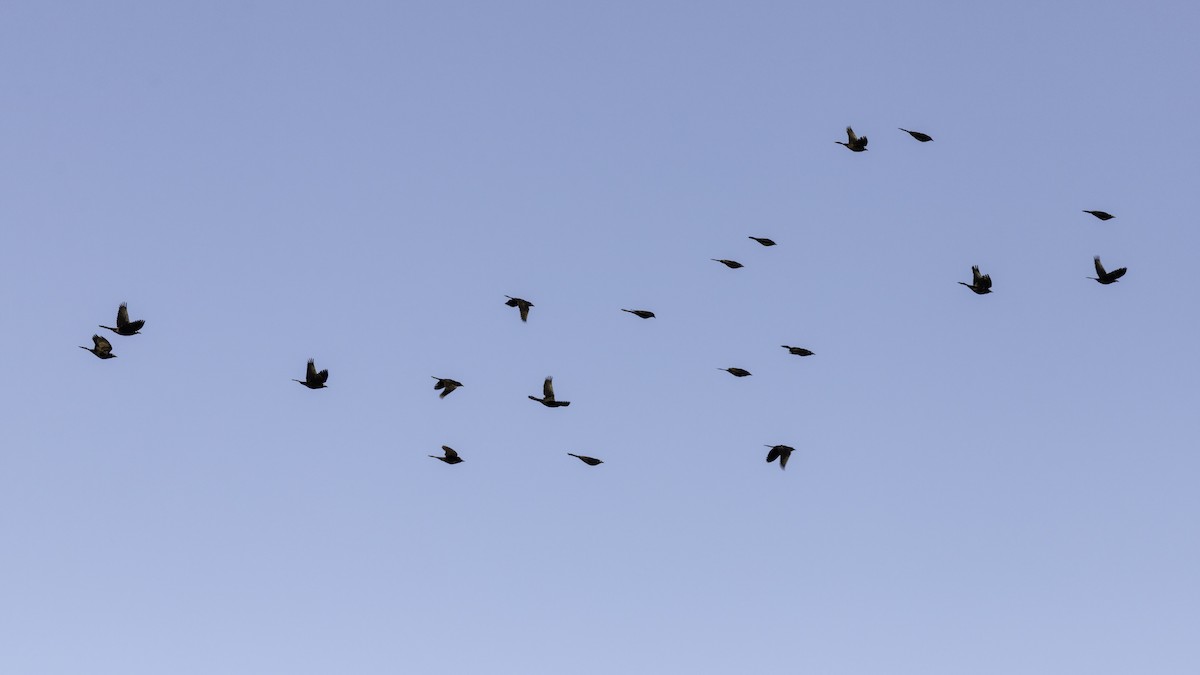 Common Grackle - ML644421119