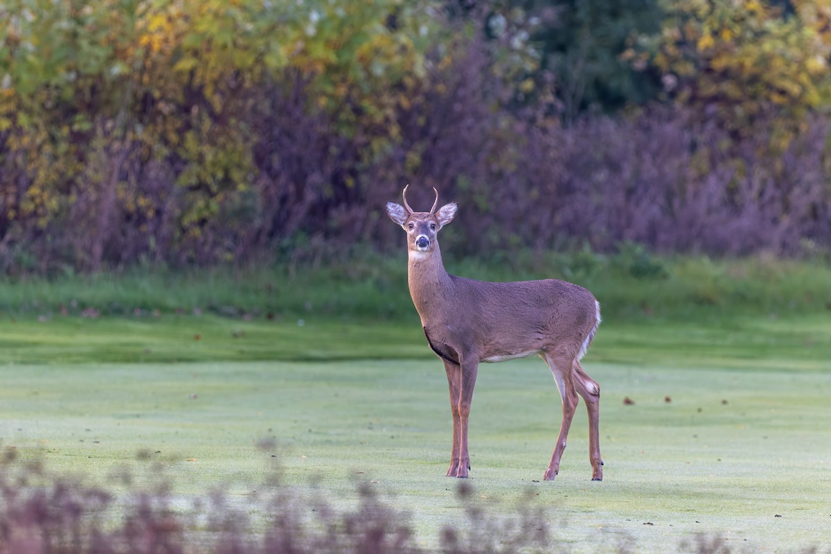 White-tailed Deer - ML644421127