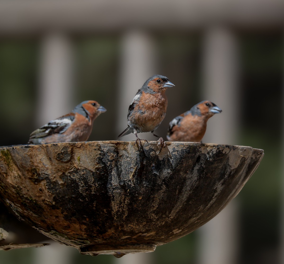 Common Chaffinch - ML644421139