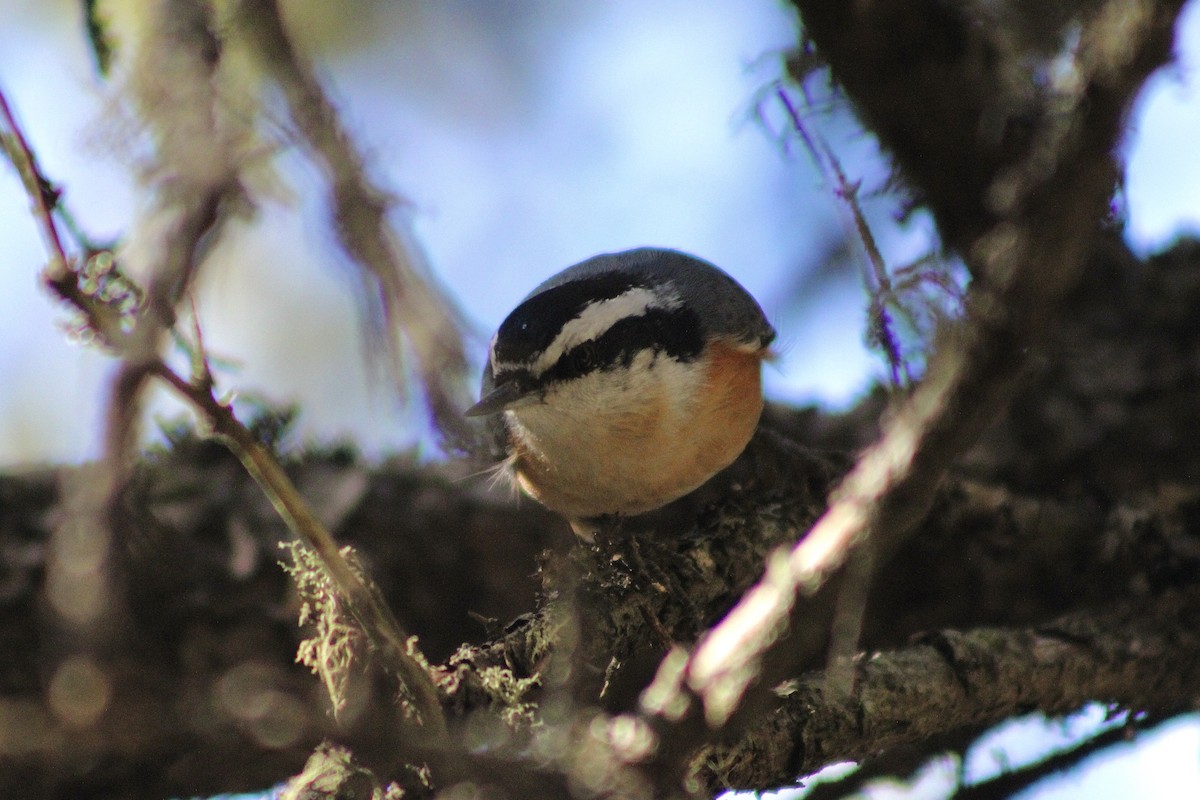 Red-breasted Nuthatch - ML644421149