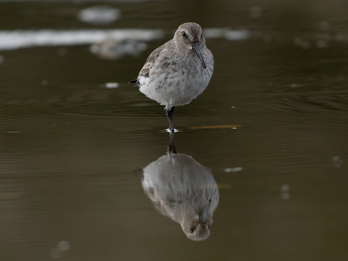 Dunlin - ML644421156