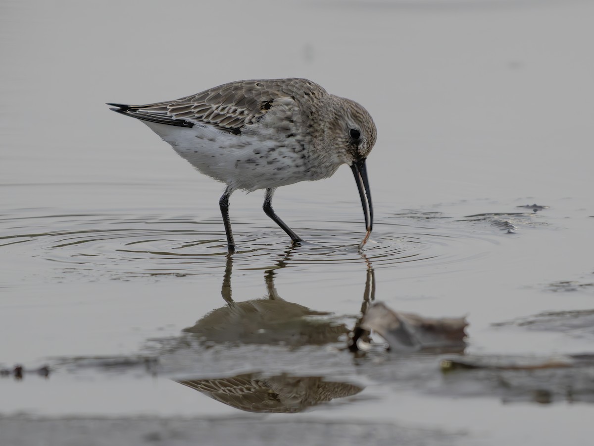 Dunlin - ML644421157