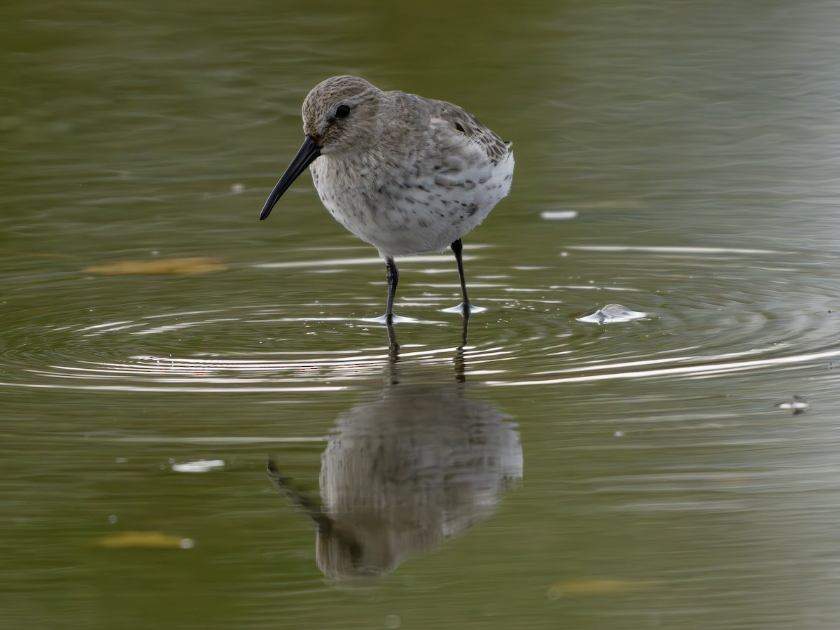 Dunlin - ML644421158