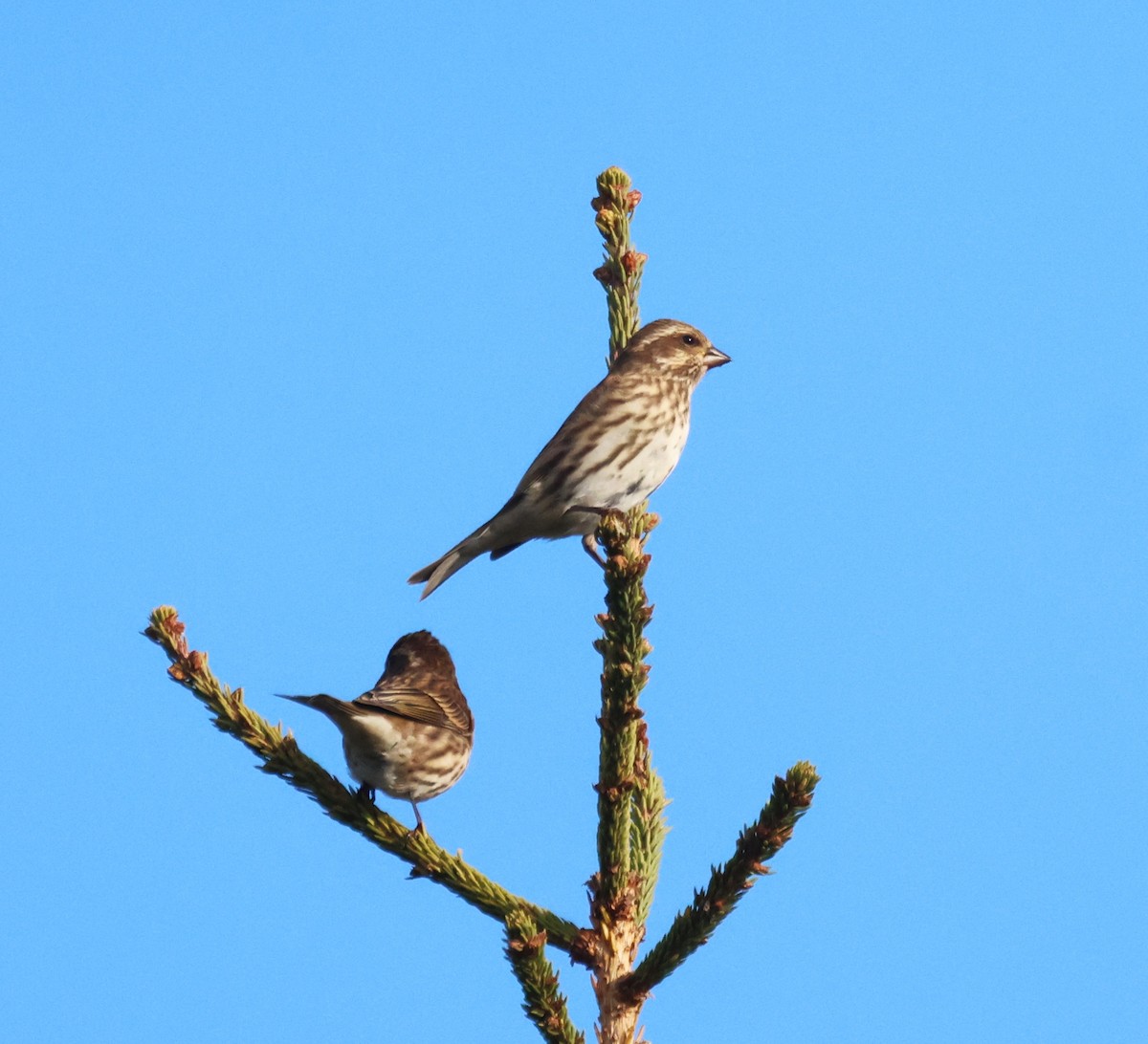 Purple Finch - ML644421170