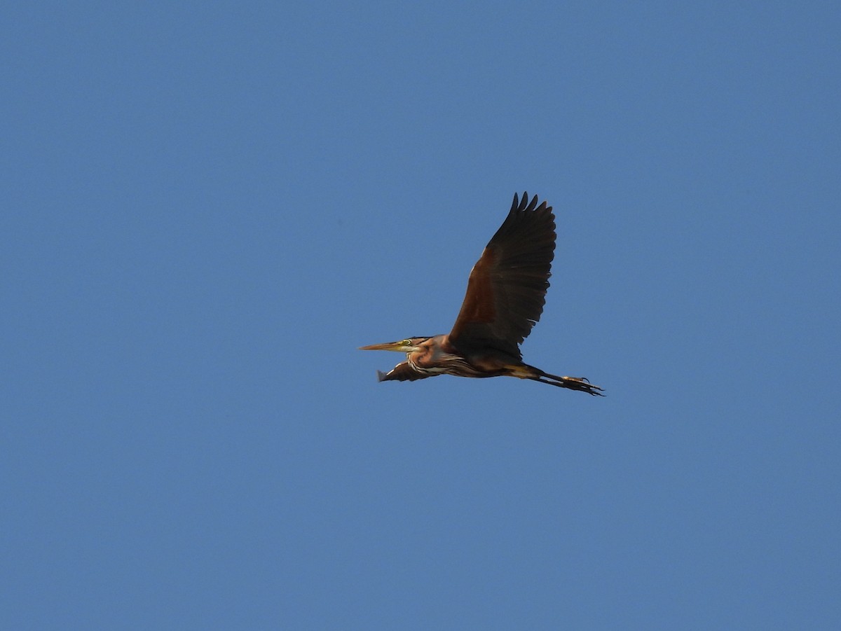 Purple Heron - ML644421172