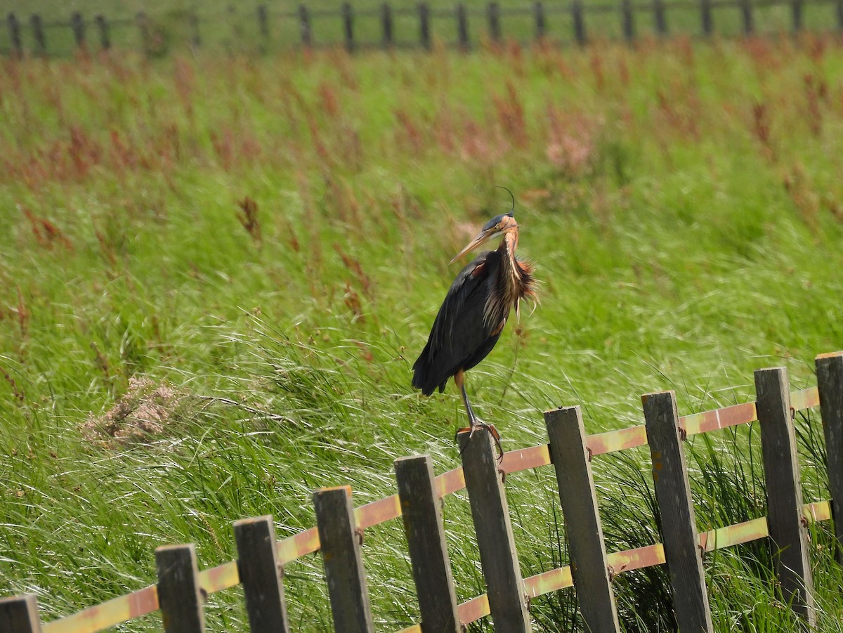 Purple Heron - ML644421173