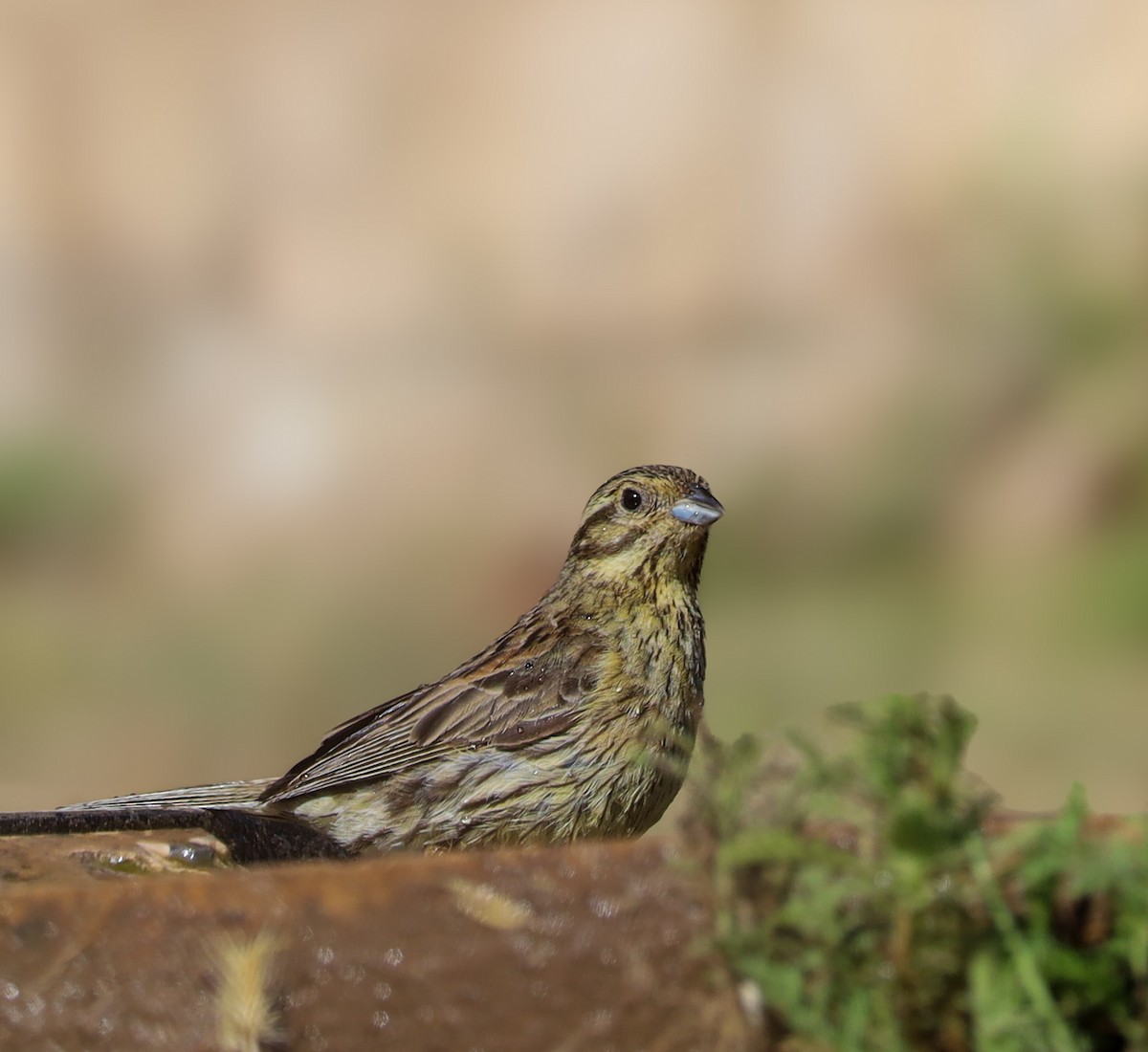 Cirl Bunting - ML644421180
