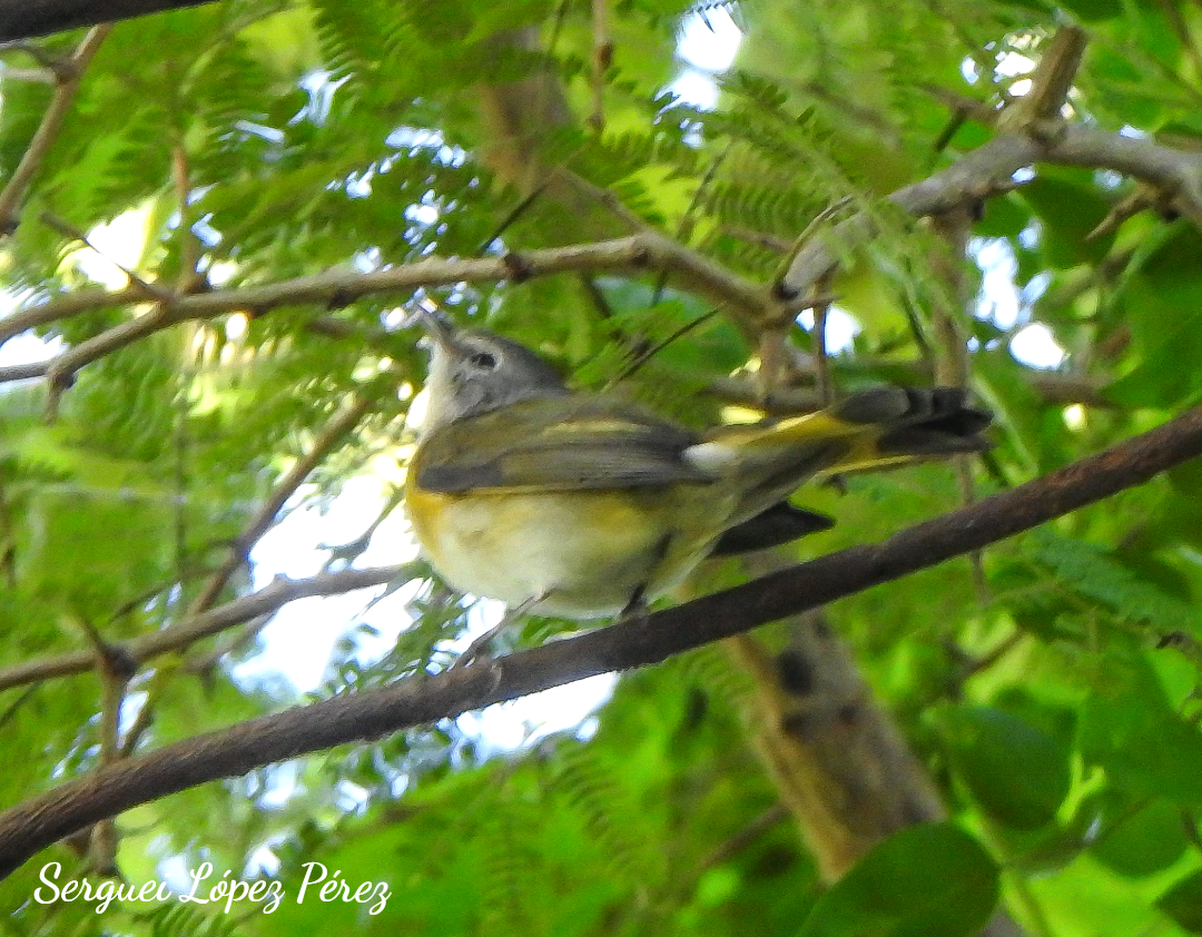 American Redstart - ML644421182