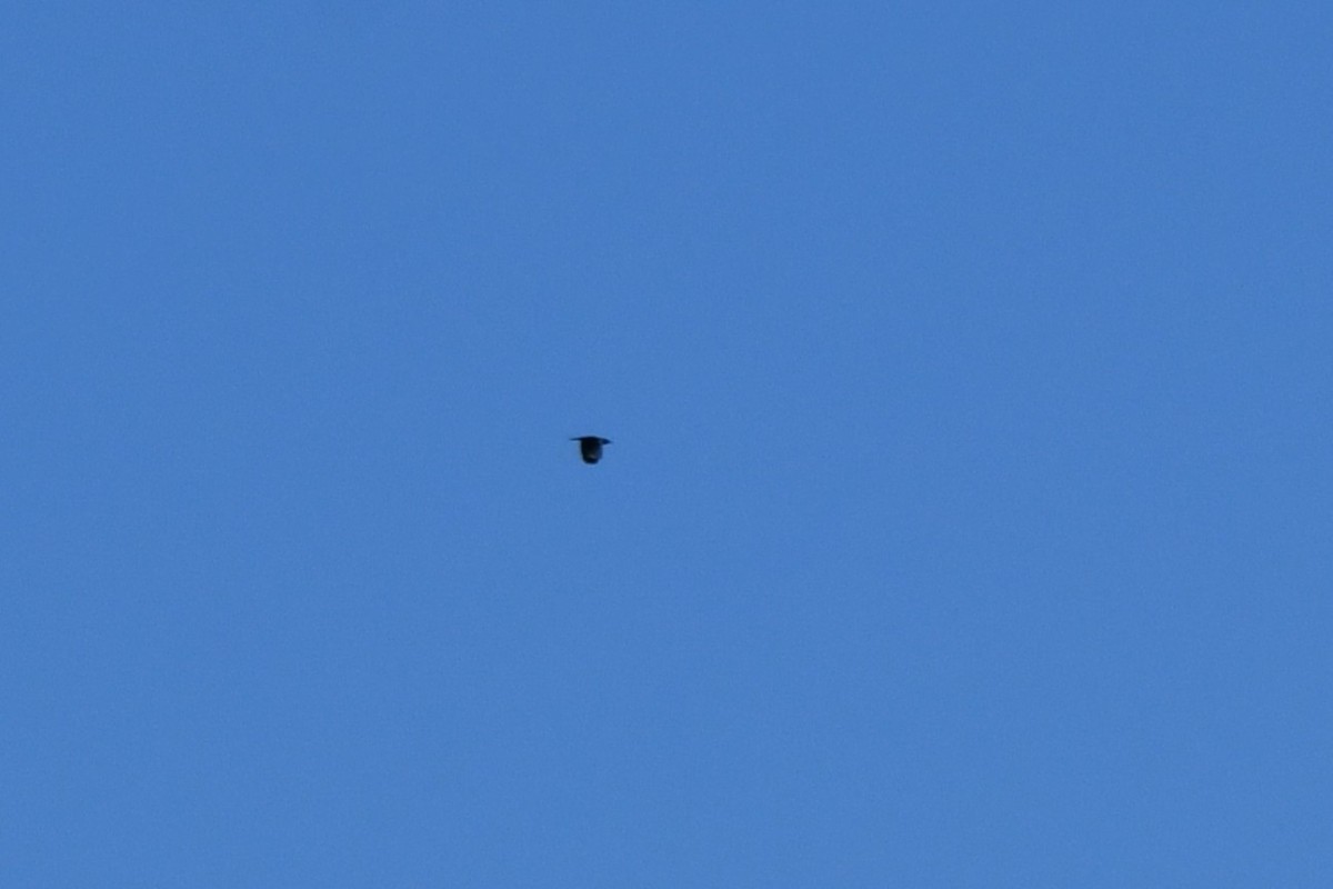 Blutgesichtspecht - ML644421183