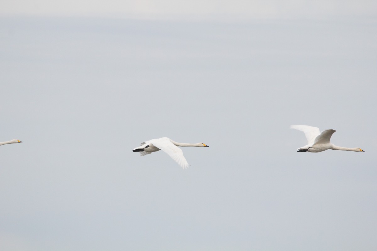 黃嘴天鵝 - ML644421185