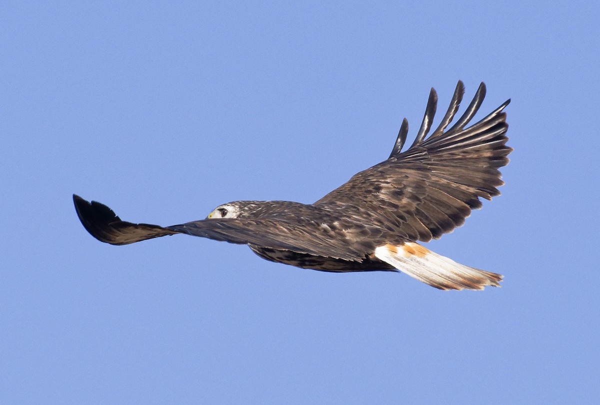 Red-tailed Hawk (Harlan's) - ML644421197