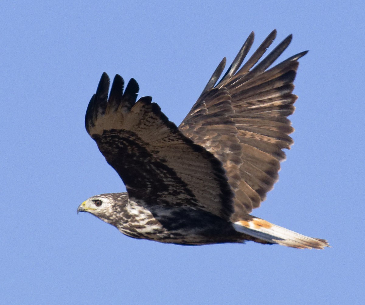 Red-tailed Hawk (Harlan's) - ML644421198