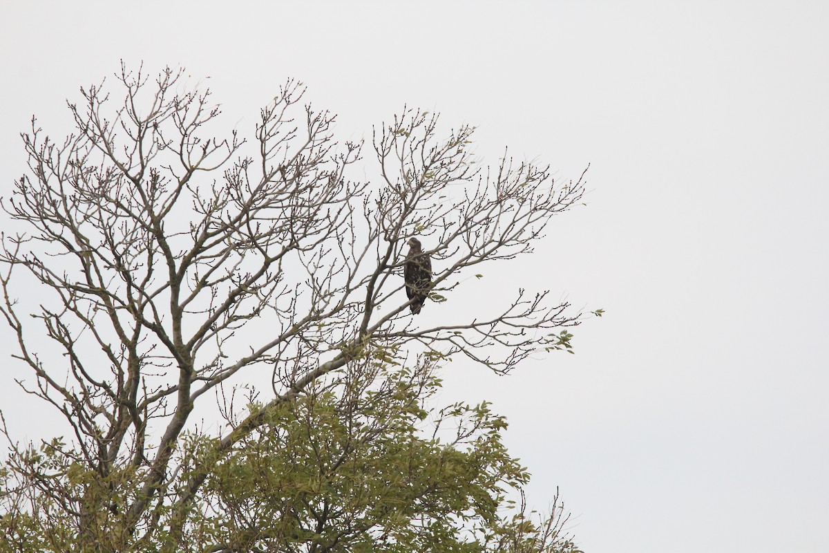 白尾海鵰 - ML644421211