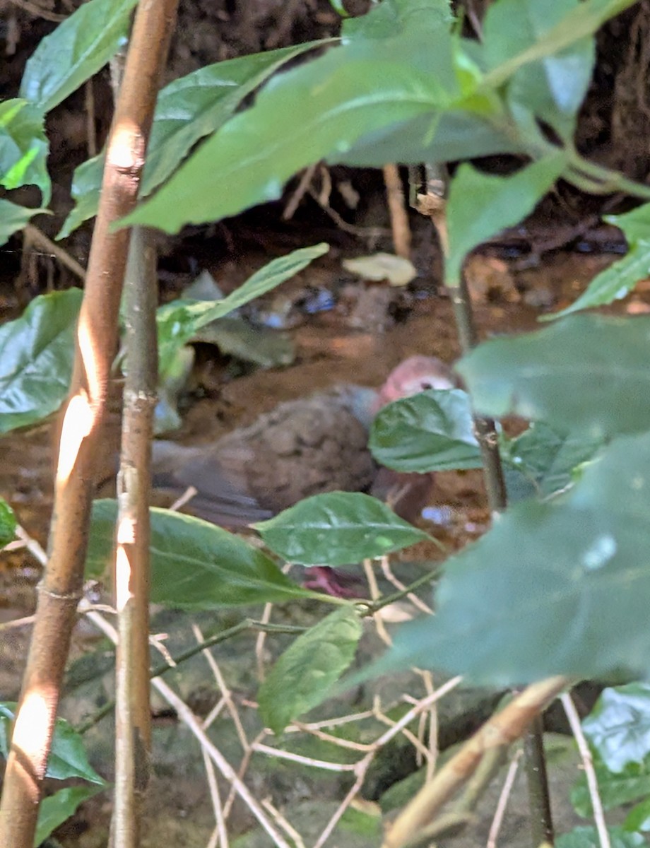 Lemon Dove (Lemon) - ML644421219