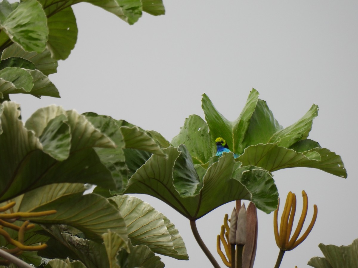 Paradise Tanager - ML644421223