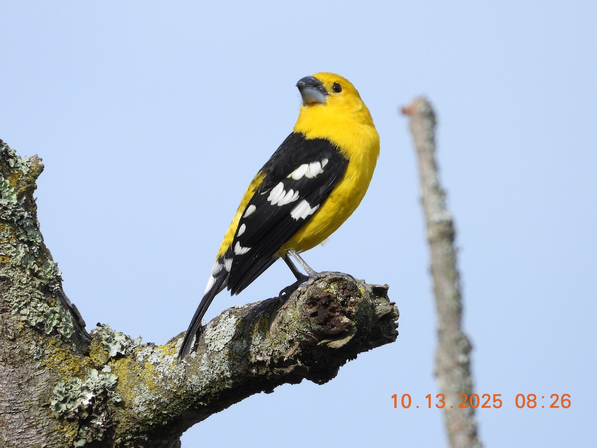 Golden Grosbeak - ML644421224