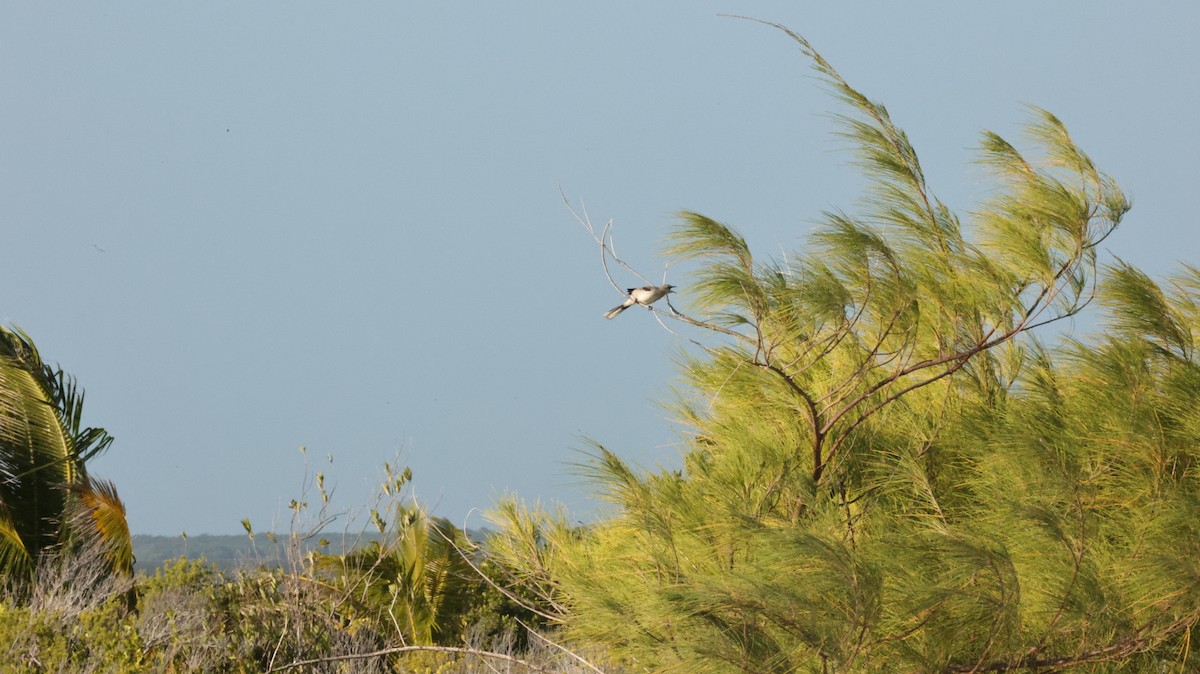 Moqueur des savanes - ML644421225