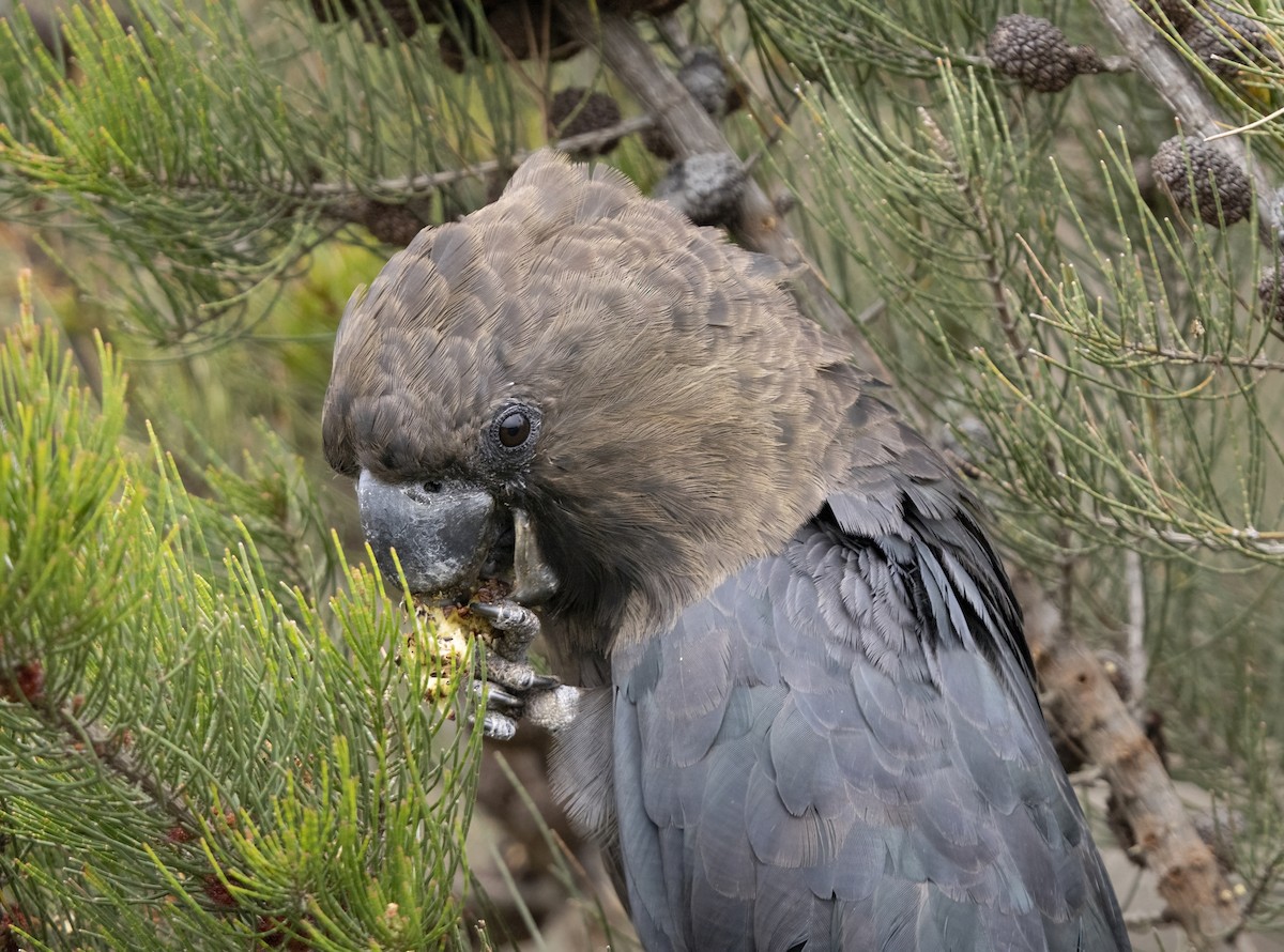 brunkakadu - ML644421236