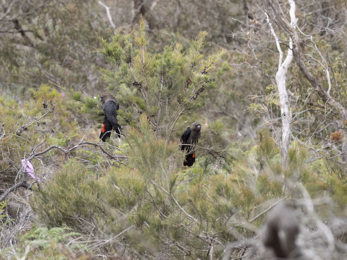 brunkakadu - ML644421237