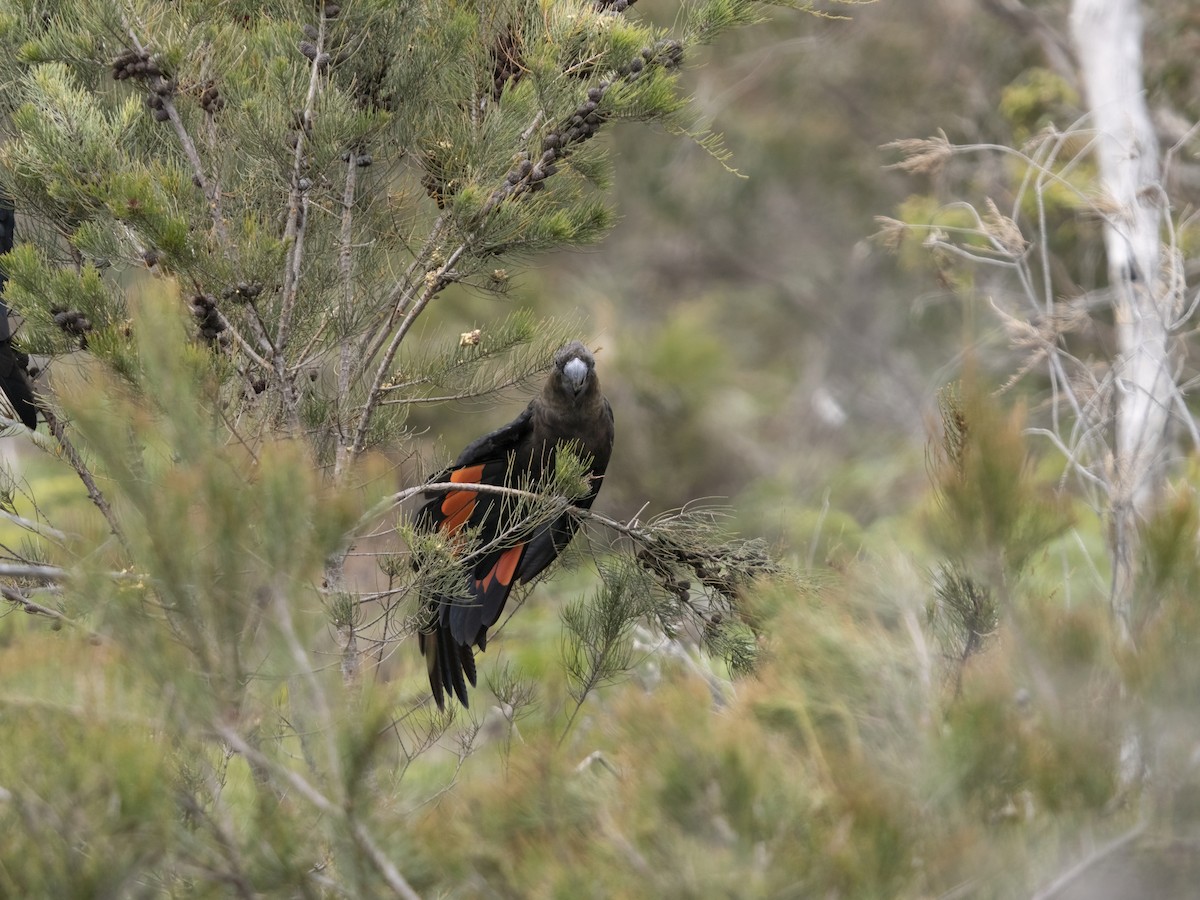 brunkakadu - ML644421238