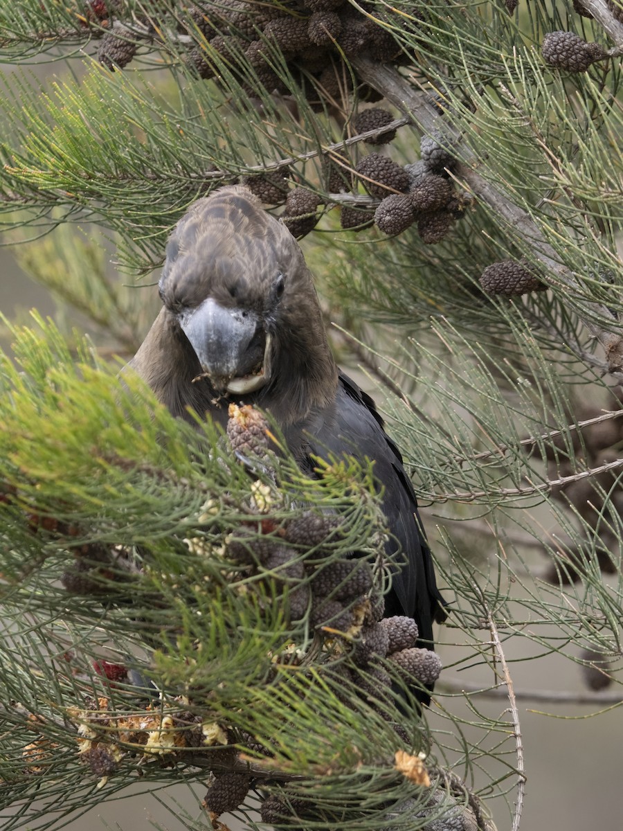 brunkakadu - ML644421239