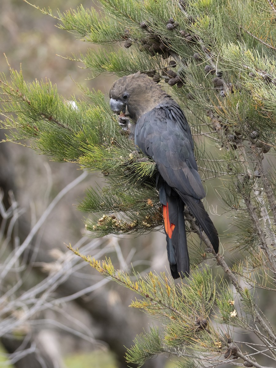 brunkakadu - ML644421240