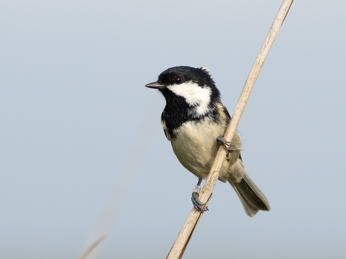Coal Tit - ML644421242
