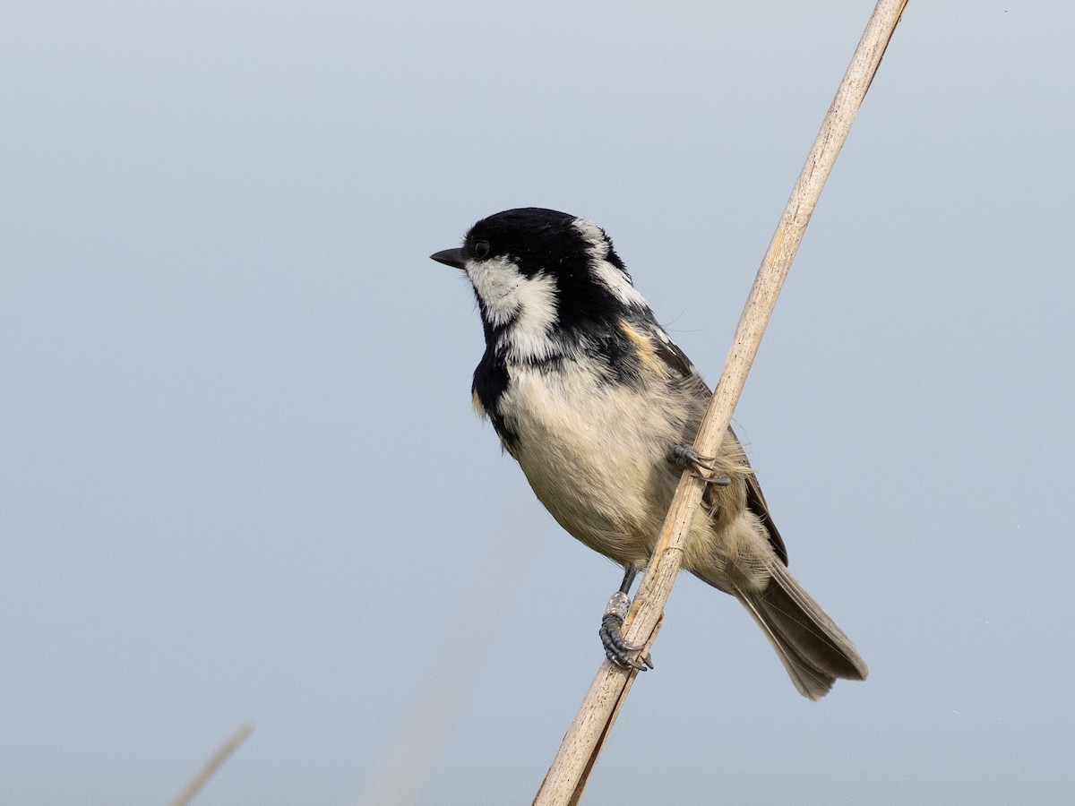 Coal Tit - ML644421243