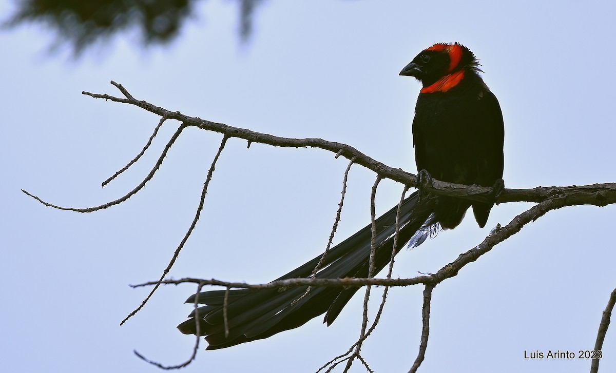 Red-cowled Widowbird - ML644421247