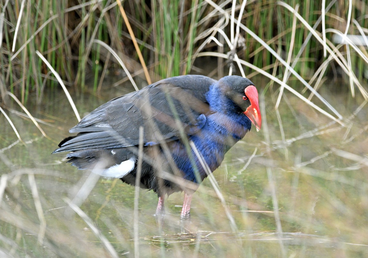 Australasian Swamphen - ML644421248
