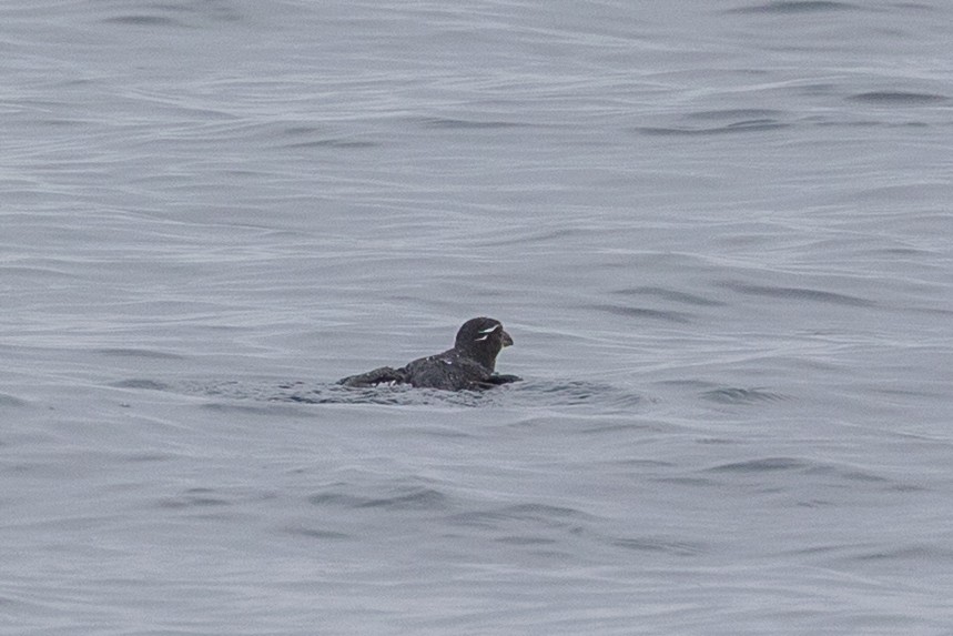 neshornlunde - ML644421261